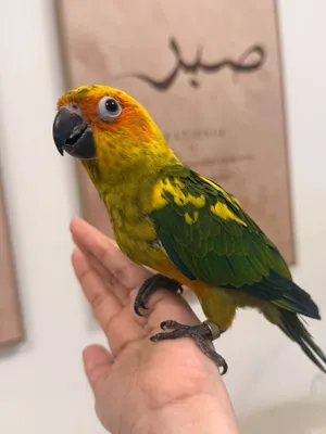 Sun conure Bird 3 months old hand fed baby