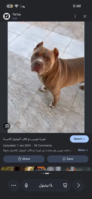 مطلوب بيتبول او اميركن بولي مستوى قوي