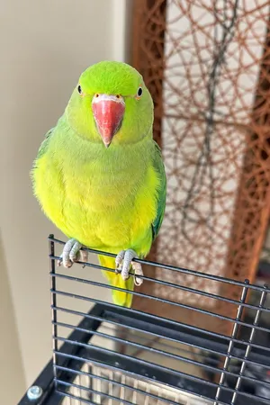 Beautiful  Female Indian ring neck for sale for only 500 come buy it quickkk needs good family