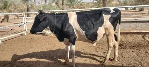 للبيع عجل الام هولنديه والاب جيرسي