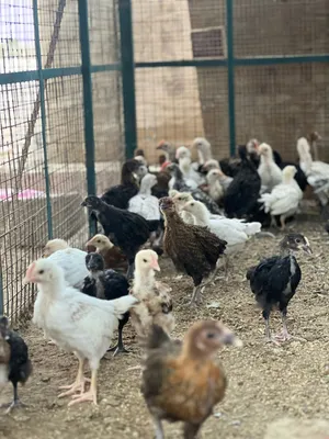 دواجن عمانيه 100% عمر شهرين