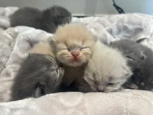 6 kitten and mother