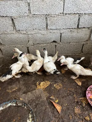 بط للبيع صغار وكبار
