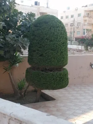 فني قص و تقليم اشجار الجولد ستار واشجار الزينه وأعمال البستنه