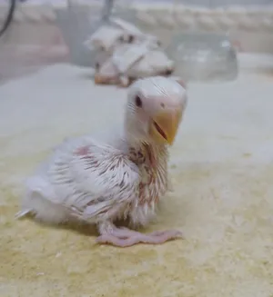 ببغاء روز الببنو مناسب للأطفال