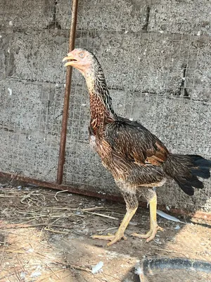 دجاج البيع
