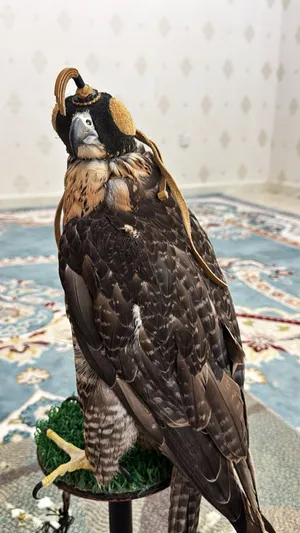 للبيع جير شاهين جرناس2 صائد الأرنب والحبارا وا الكروان وا الصلال وا الحريش مايشكي من شي إلا من صيح
