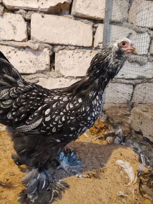 متوفر كوبيه ابراهما سبريت موصفات تبارك الرحمن المكان طربلس 5دجاجات و2فروج