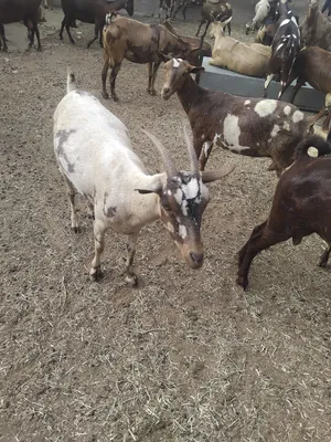 أغنام ظفاري