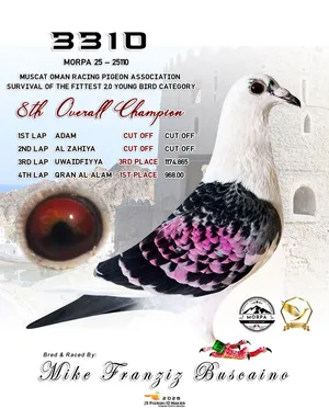 For sale zajil