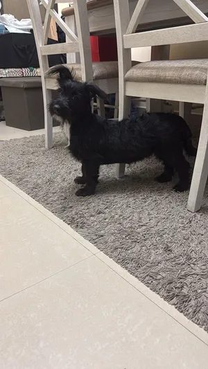 سكوتش تيرير Scotch terrier brindle فصيله نادره جدا