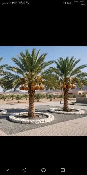 نخيل عربي من افخم مزارع مخدومه