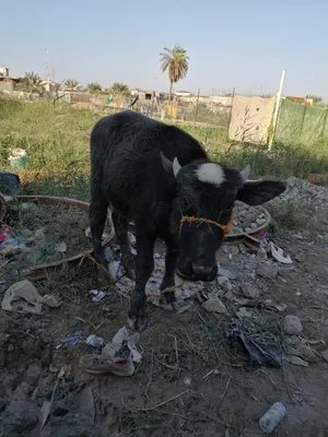 صمون يابس ومطحون