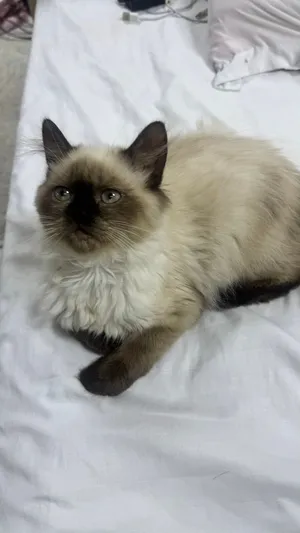 5 Month Old Female Siamese × Himalayan Mix kitten