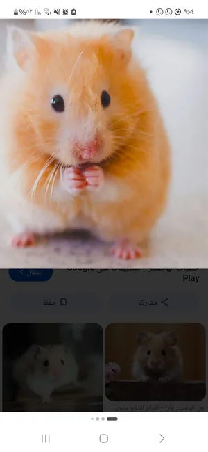 هامستر مع قفص وطعام للبيع