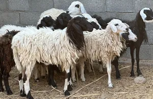 جعد 9 + كبشان 2 +  وحده معها مالود والباقي محادير فتره بسيطه بيولدن كل شي سليم