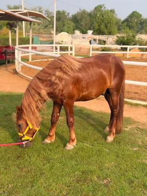 Poni horse for sale
