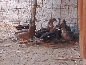 بط بري طيار منتجات