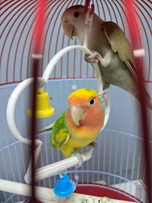 للبيع طيور لايف بيرد
