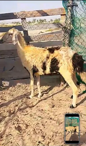 حمله سمين  توب