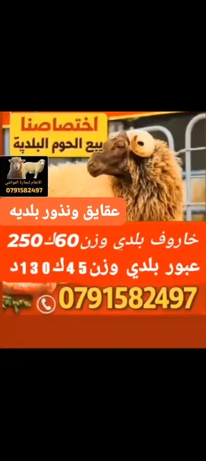 عقايق ونذور بلديه