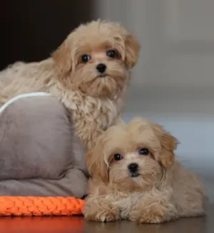 جراء مالتيبو Maltipoo أصغر حجم تيكب تربايه بيت ومتعودين على الحمام على البادز