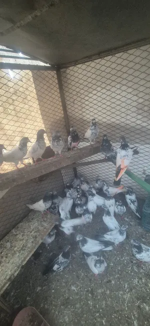65 piece pakistani pejion