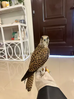 بذوار  للبيع