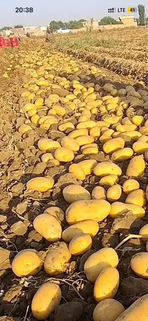جمیع الفواکه موجده