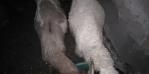 خرفان برقي حر وغنم برقي حر