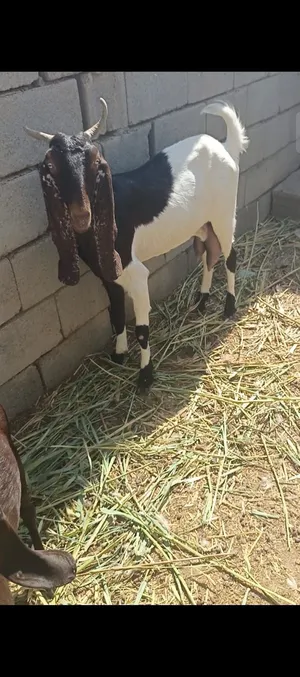 صخول للبيع العدد 7