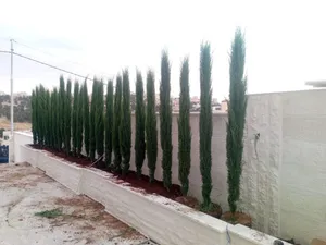 تشييك مزارع زراعة شجر فلل قصور مزارع قص تهذيب شجر تشذيب جولد ستار