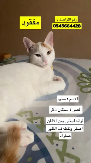 مفقود  missing