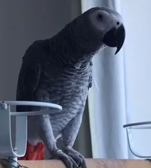 Casco 2 years old african grey