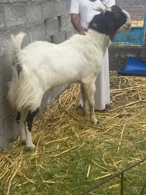 للبيع حلال باكستني