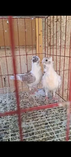 فرخين بقدونسيات حمر