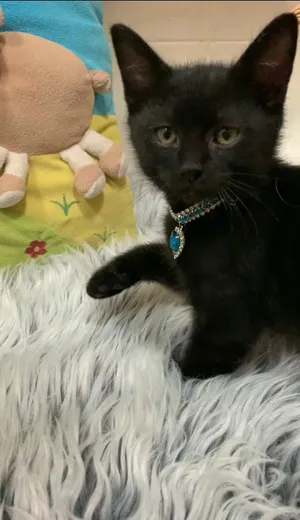 Rare Beauty Kitten