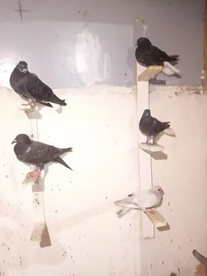 حمام للبيع  الشره ما نقصر معه
