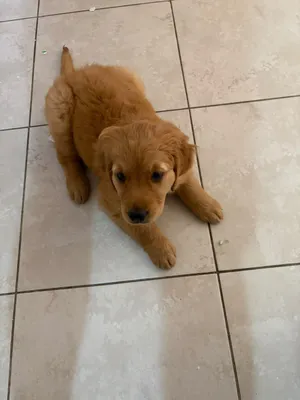 Golden Retriever Puppy for Sale!