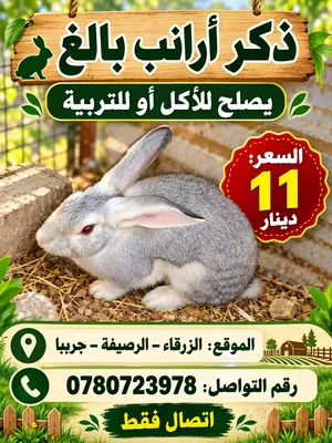 ارانب للاكل أو الإنتاج جاهزة للانتاج