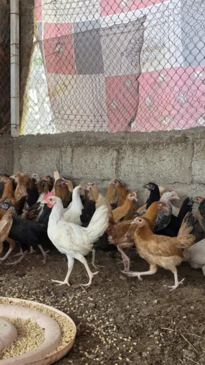 دجاج عماني