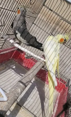 فرخين كوكتيل عمر 3 شهور اصفر وسكني