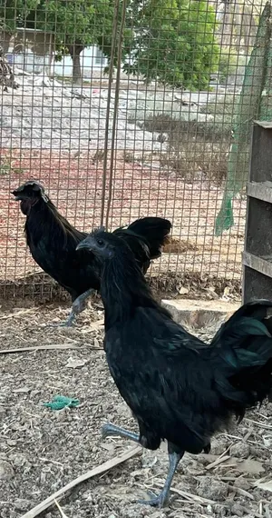 ازواج دجاج الإندونيسي الأسود مستوى قوي