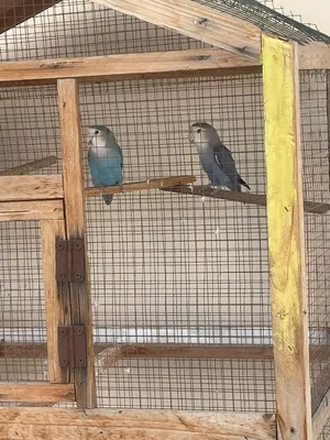 For sale lovebirds they bring babies before