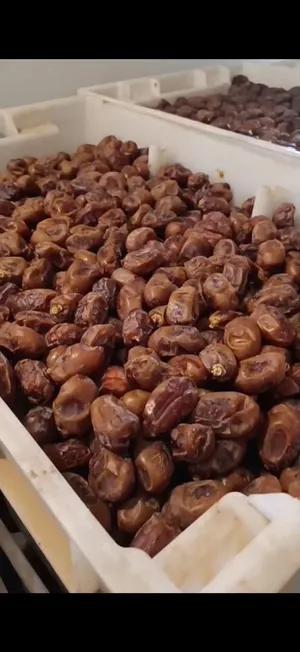 تمور للبيع