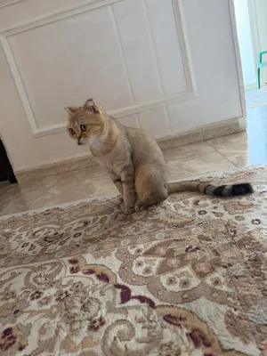 سكوتش فولد بيور
