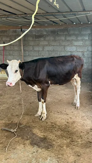 بقره نمساوي ظفاري