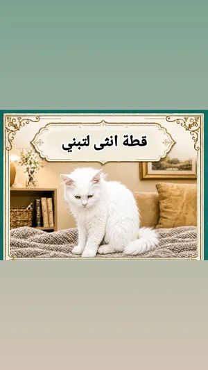 قطط لتبني بشكل عاجل