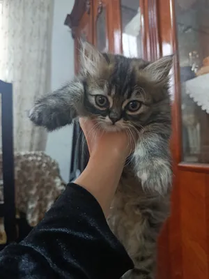 بيع قطه شيرازي
