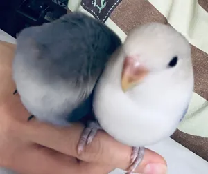 A pair of lovebirds